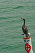 "Cormorant" A cormorant sitting on a swim area water buoy off the Longboat Key beach. 