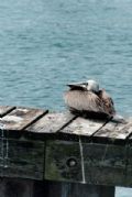 "Sitting Pelican" A pelican sitting on a small dock under the John Ringling Parkway Bridge. 